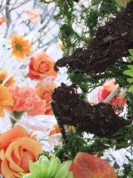 Broken chips of ground