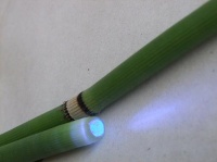 Equisetum