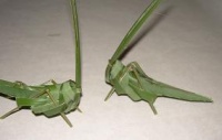 Palm leaf Hopper-flies (grasshoppers and butterflies)