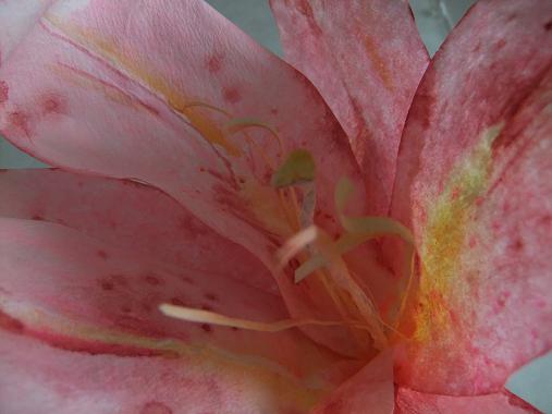 Paper Lily