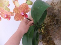 Condition Epiphyte Orchids