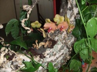Anchoring Mushrooms onto the design with a mud putty 