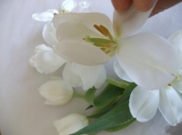 Reflex Tulip Petals