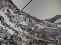 Bark covered Wreath
