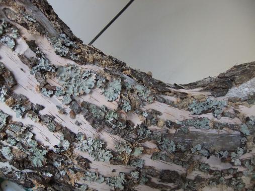 Bark Wood Wreath Bark Wood Wreath