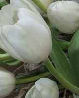 Slow down tulip growth, after the stems have been severed from the bulbs