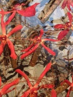 Making wire roots for the 