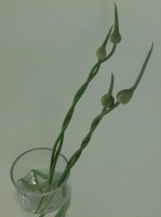 Curl Allium stems while conditioning