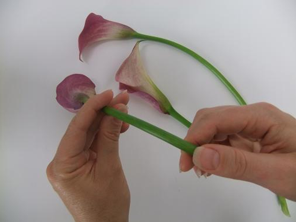 Curving calla lilies stems