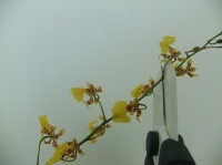 Cut spiked flower stems into short sections