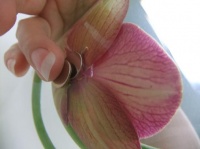 Suspending and positioning a Phalaenopsis orchid under water