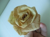 Autumn leaf Roses