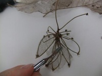 Twig and skeleton leaf Stick Insect