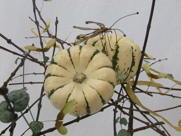 Pumpkins and twig and leaf insect