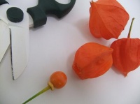 Remove the berry from a Physalis pod without ripping the sepal