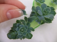 Making the waist corsage using the Boutbuddy Magnet Stix