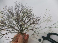 Gypsophila snowball posy