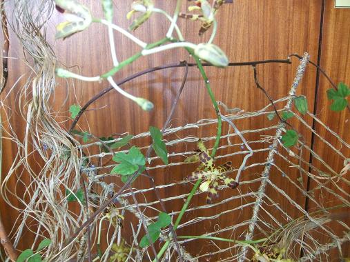 Ansellia Africana