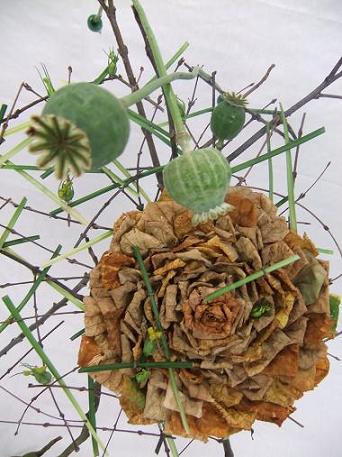 Papaver