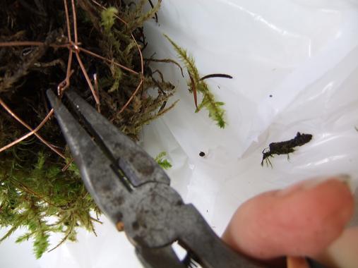 Close the hooks firmly with your pliers