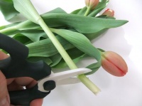Where to cut Tulips to condition