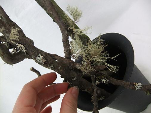 Place a few twigs, sticks and a thicker branch in a pot to create a decorative tree.