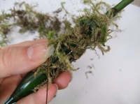 Cover test tubes with moss