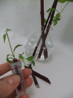 A secret trick to conditioning new growth