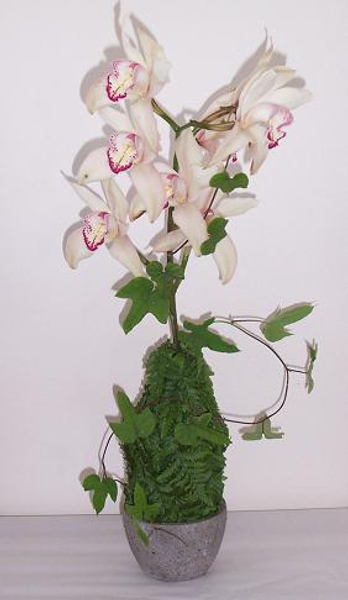 A stem of Boat Orchids.