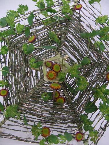 Bupleurum rotundifolium: