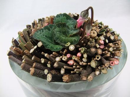 Cyclamen buds in a twig flower frog. Cyclamen buds in a twig flower frog.