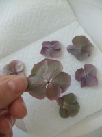 Drying Hydrangeas: Fast, Flat or Natural