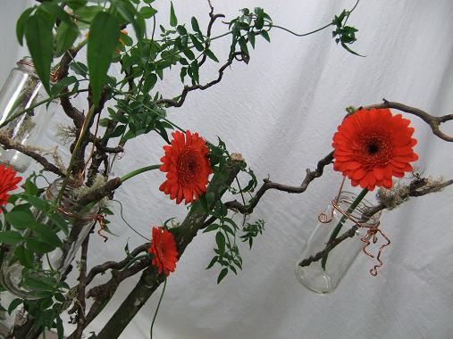 Gerbera