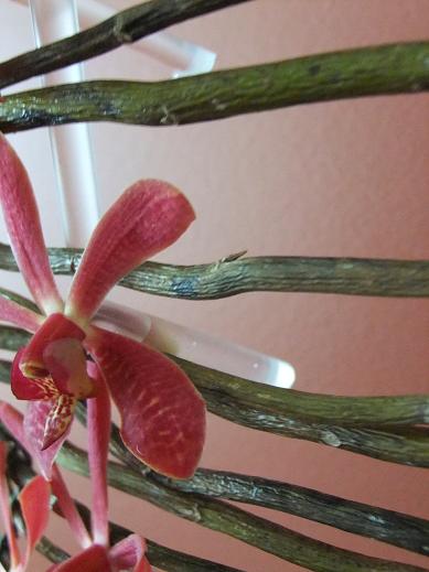 Orchids in straws Orchids in straws
