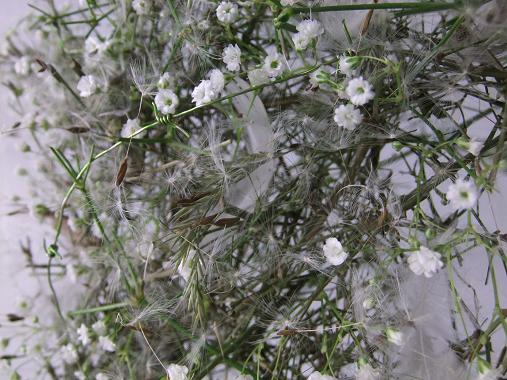 Dandelion seeds and baby’s breath star
