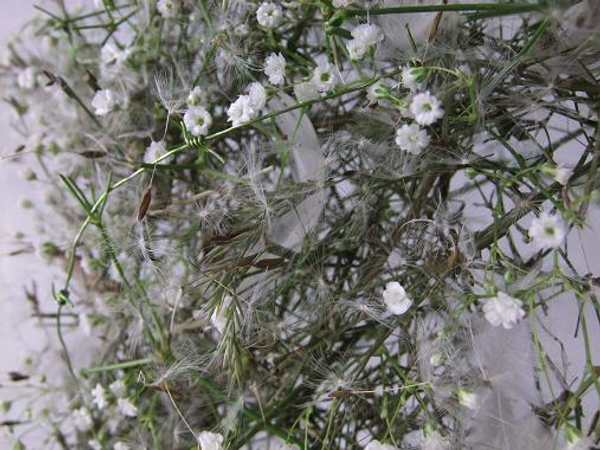 Dandelion seeds and baby’s breath star