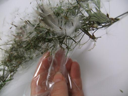 Glue in the dandelion seeds and light feathers and remove the plastic when dry. Glue in the dandelion seeds and light feathers and remove the plastic when dry.