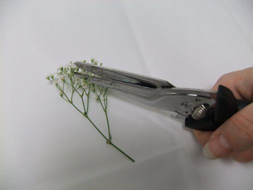 Snip the gypsophila flowers from the stems. Snip the gypsophila flowers from the stems.