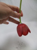 Tapping away Tulip pollen