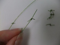 Delicate Decorative Barbed Wire