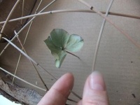 Stabilizing sticks for dried or fresh flowers
