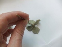 Longer stems for dried flowers