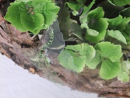 Whisper butterflies on a wire tendril.