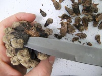 Peel a Pine cone