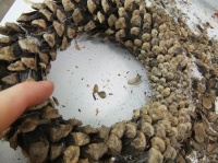 Pine scale wreath