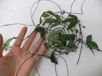 Fresh vine display tray