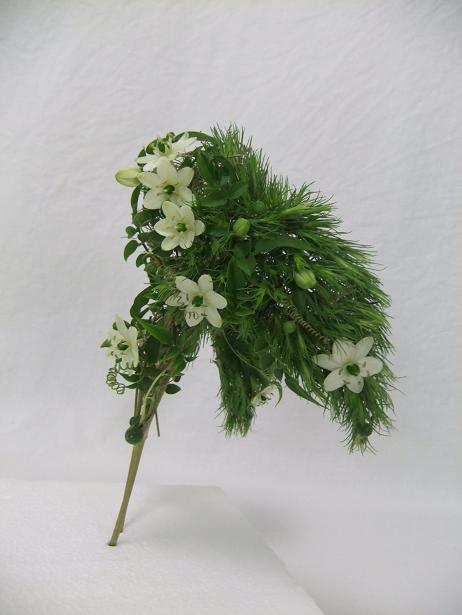 Ornithogalum