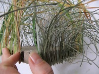 Ripped Grass Frame
