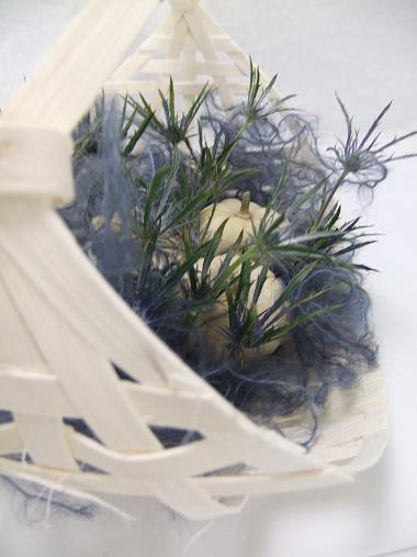 Eryngium 