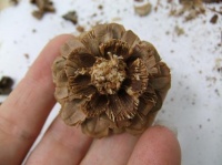 Pine Cone Roses